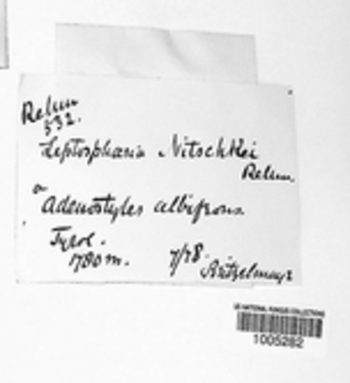 Paraleptosphaeria nitschkei image